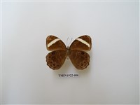 藏品(玉帶黛眼蝶)的圖片